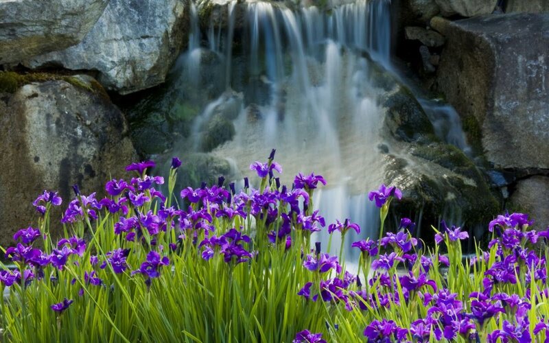 Purple Irises by Waterfall