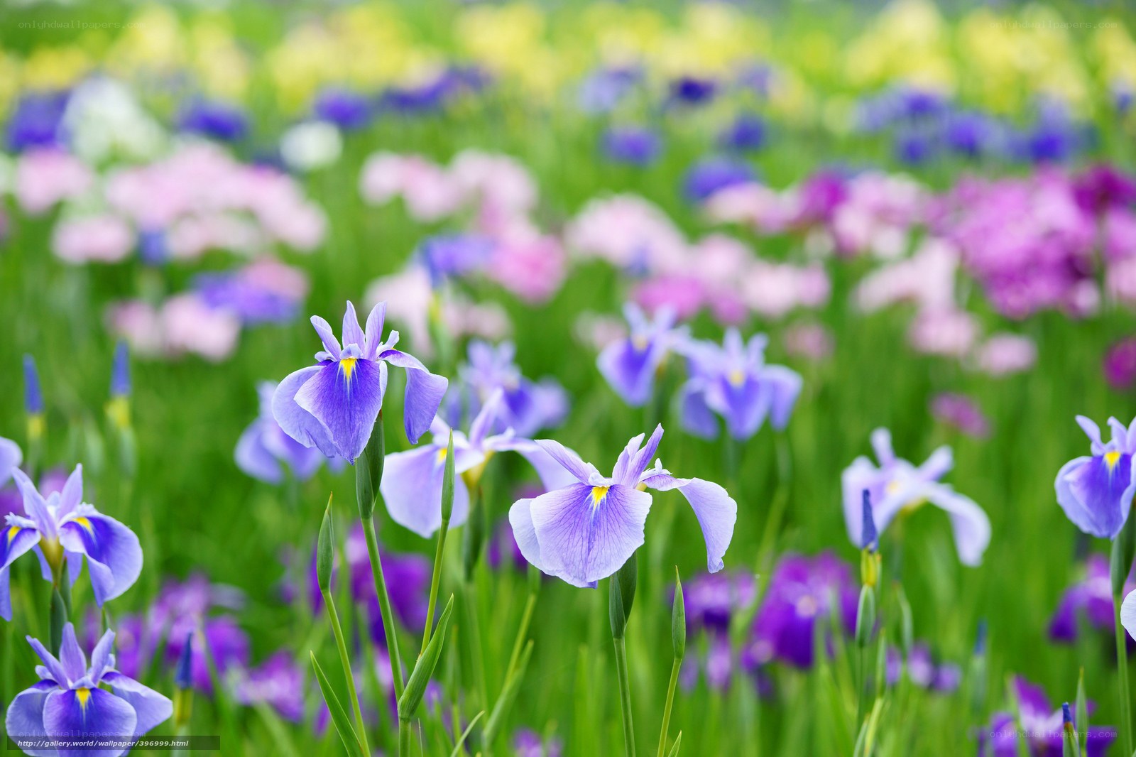 Purple irises in a field
