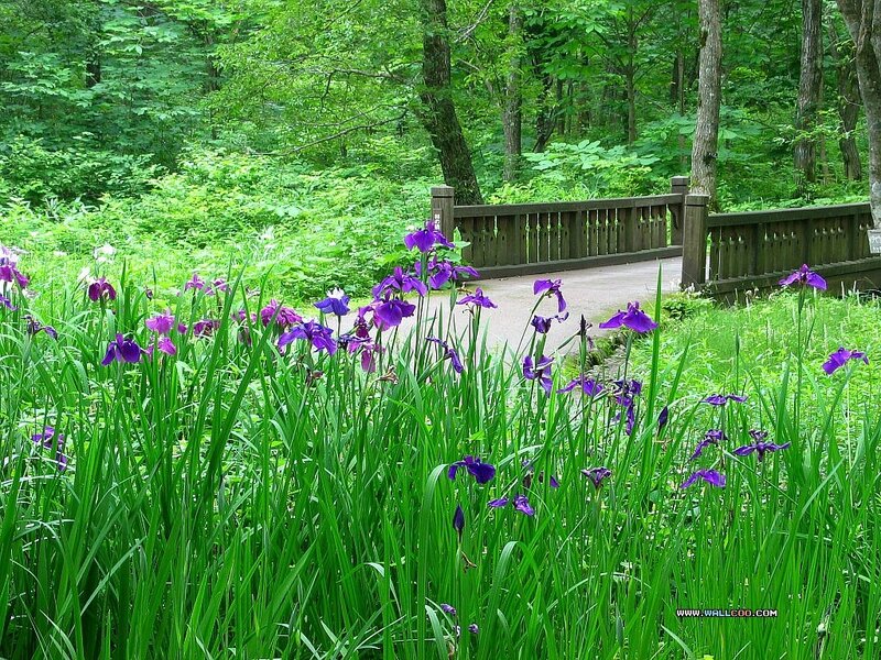 Purple irises in a forest
