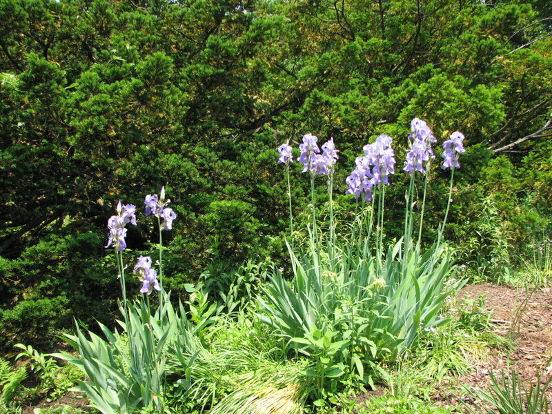 Purple irises in a garden