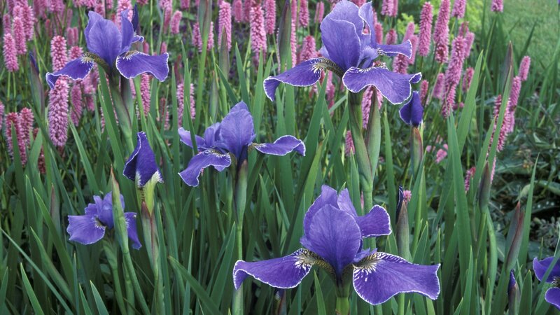 Purple irises in a garden
