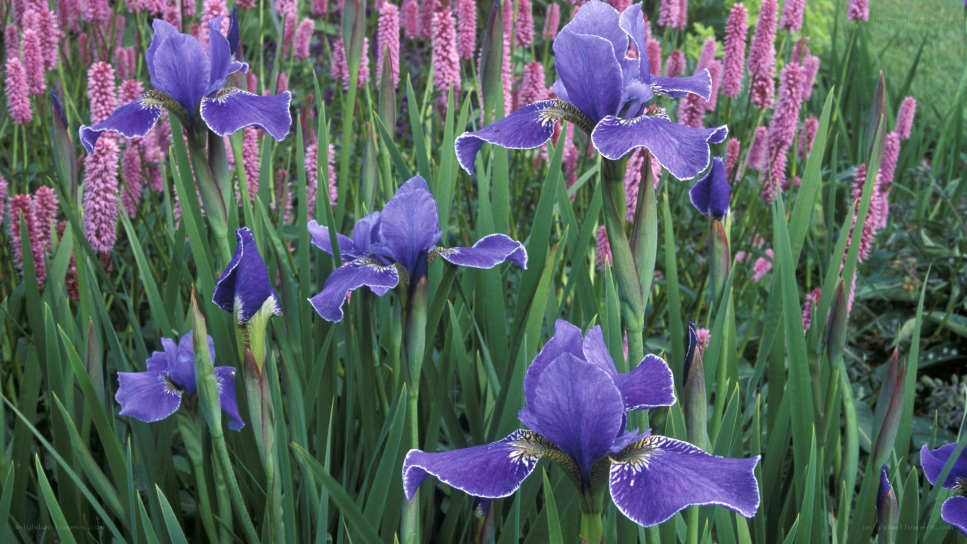 Purple irises in a garden
