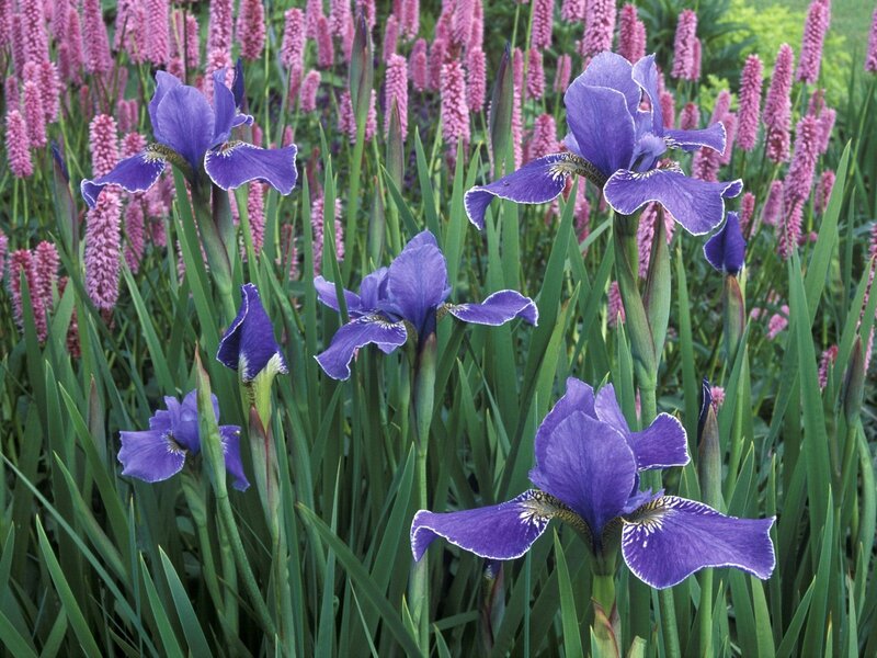 Purple irises in a garden