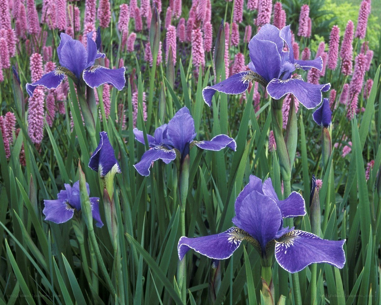 Purple irises in a garden