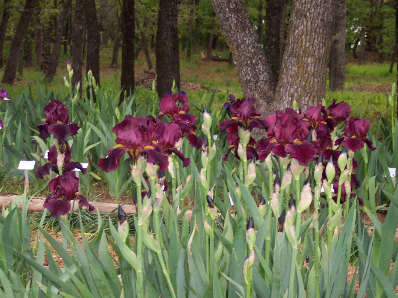 Purple irises in a garden