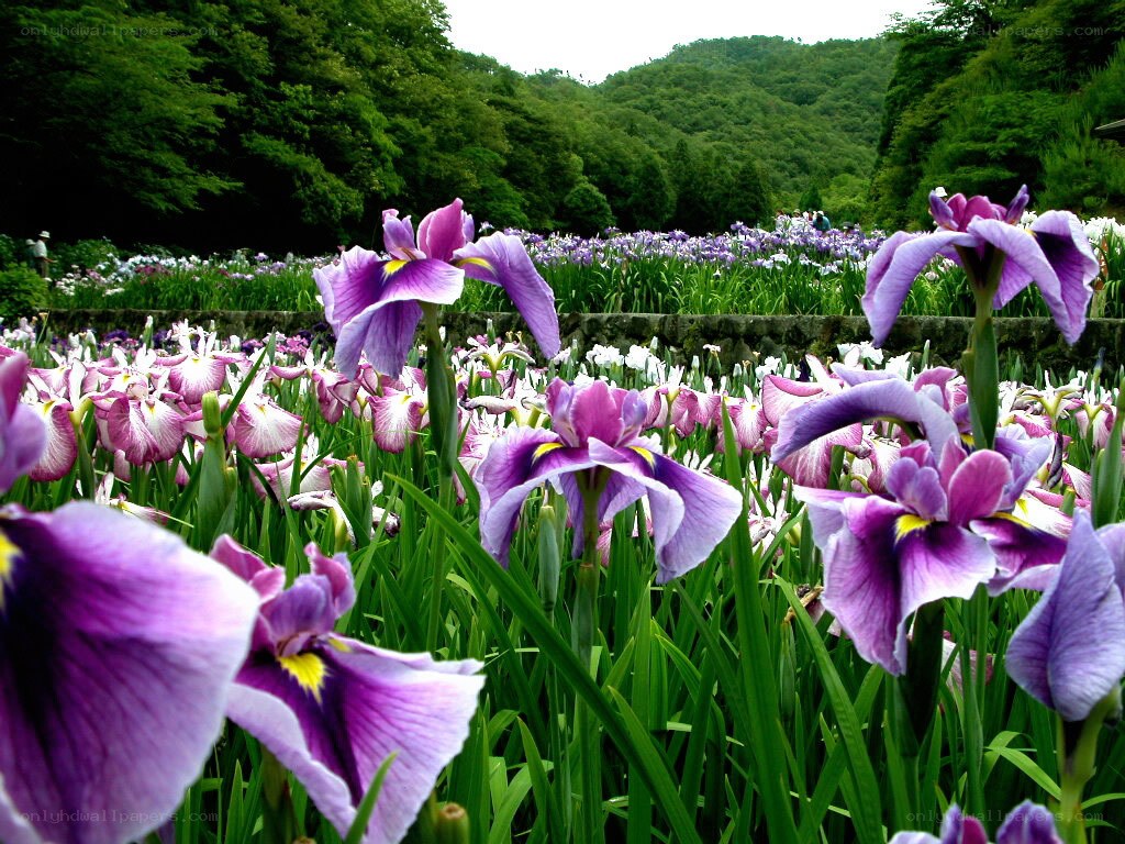 Purple irises in a garden