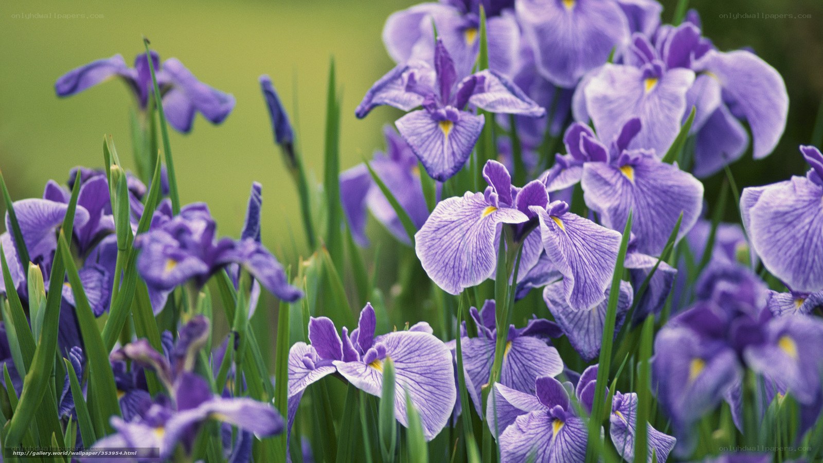 Purple irises in a garden
