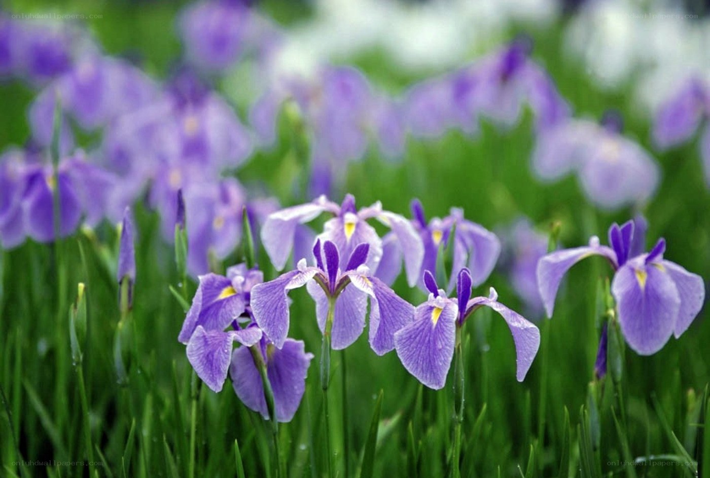 Purple irises in a green field
