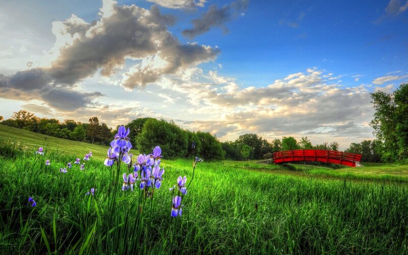 Purple irises in a green field