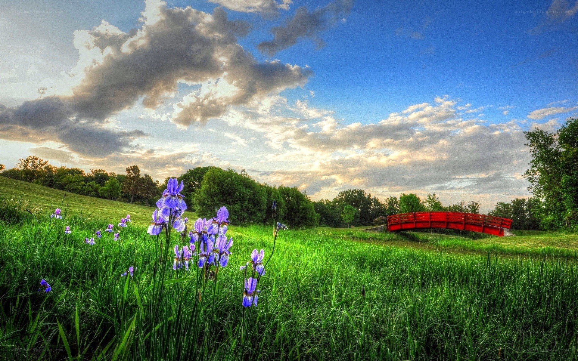 Purple irises in a green field