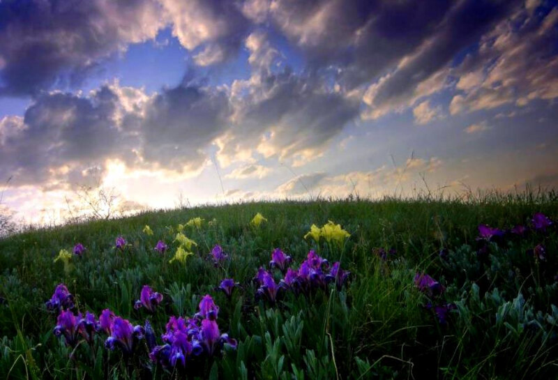 Purple irises in a meadow