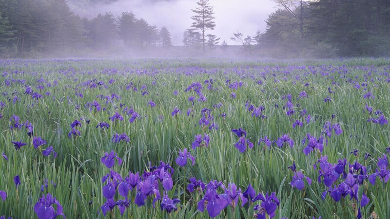 Purple irises in a misty field