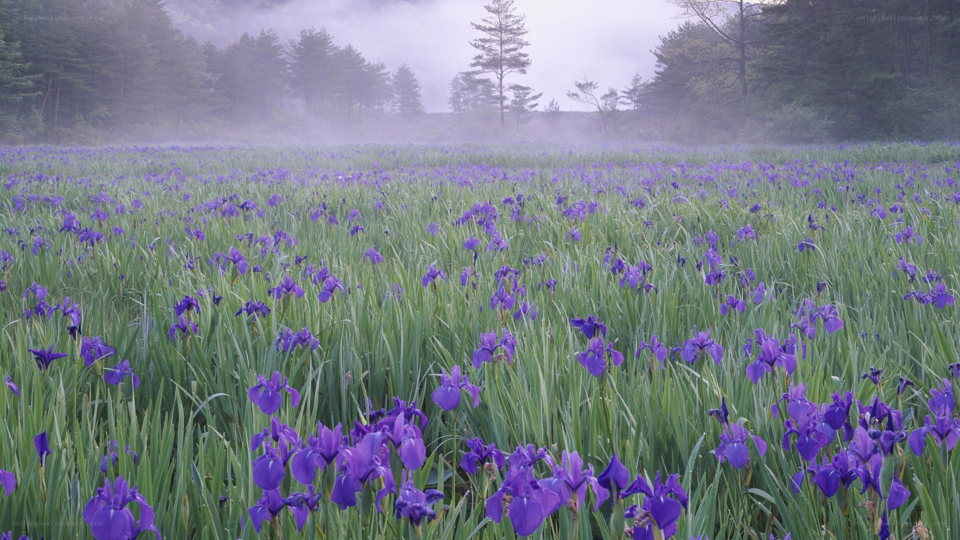 Purple irises in a misty field