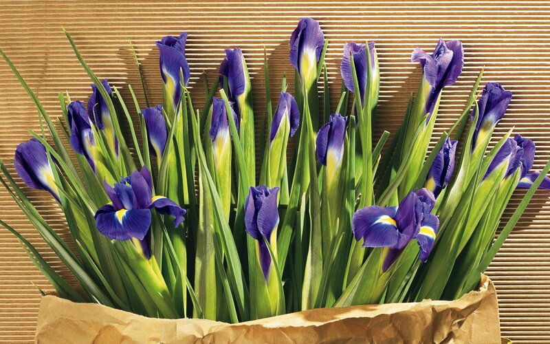 Purple irises in a paper bag