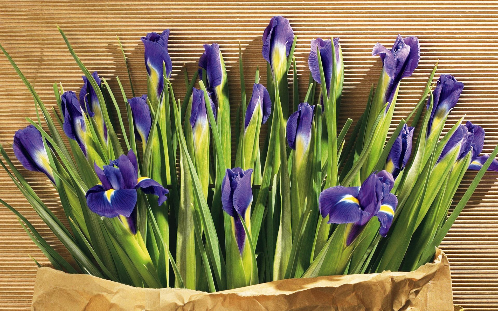 Purple irises in a paper bag