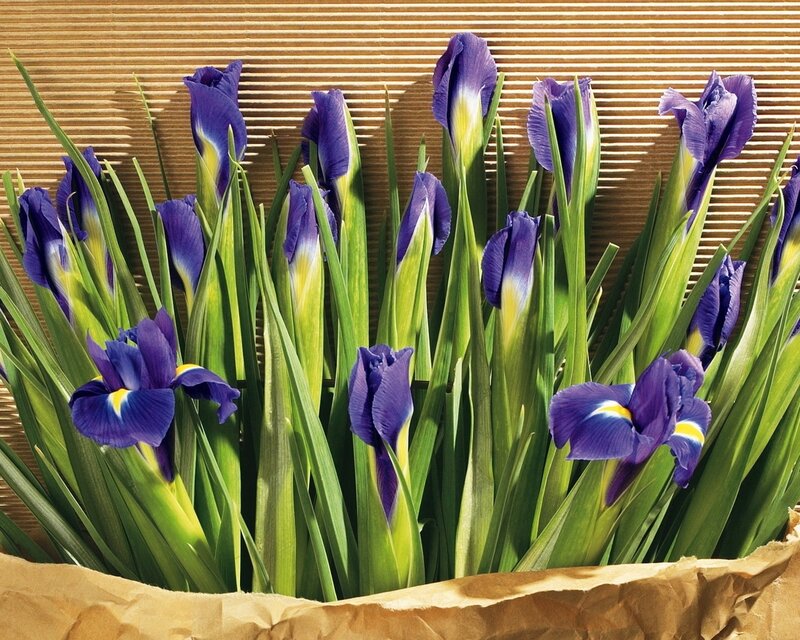 Purple irises in a paper bag