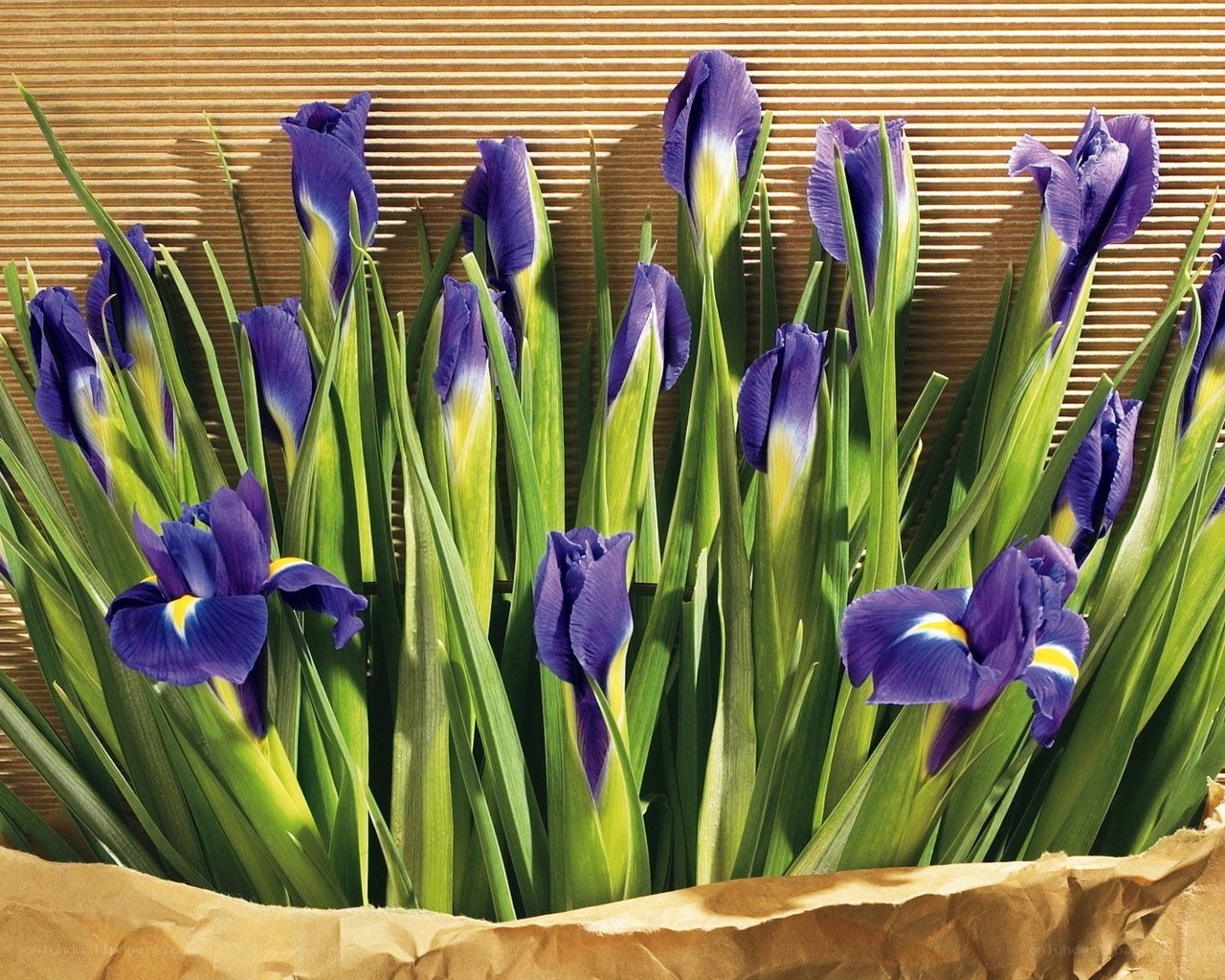 Purple irises in a paper bag