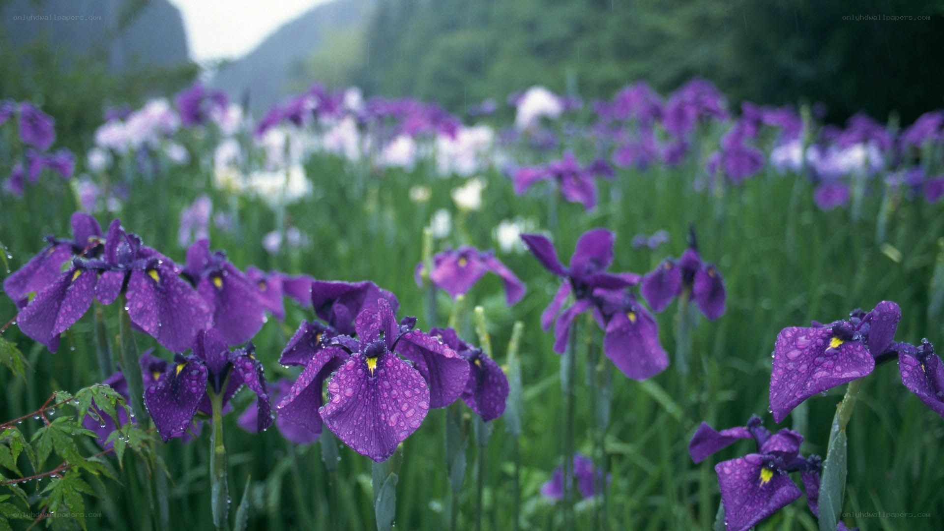 Purple irises in a rainy field
