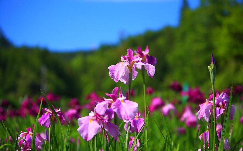 Purple irises in a sunny field