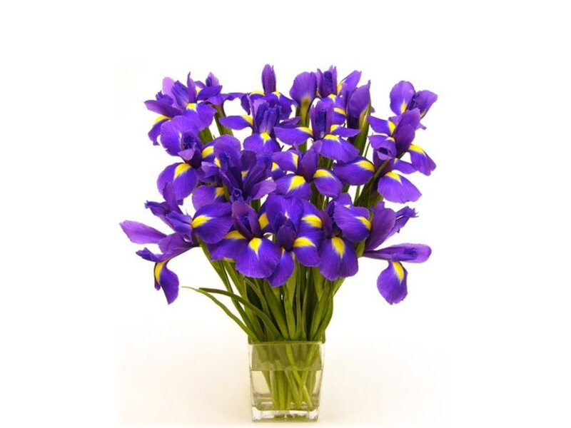Purple Irises in a Vase — Calm, Photograph