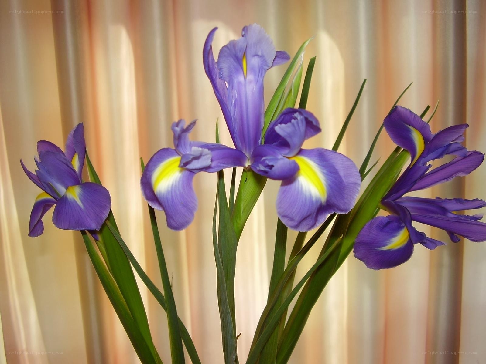Purple irises in a vase