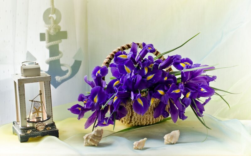 Purple Irises in Basket