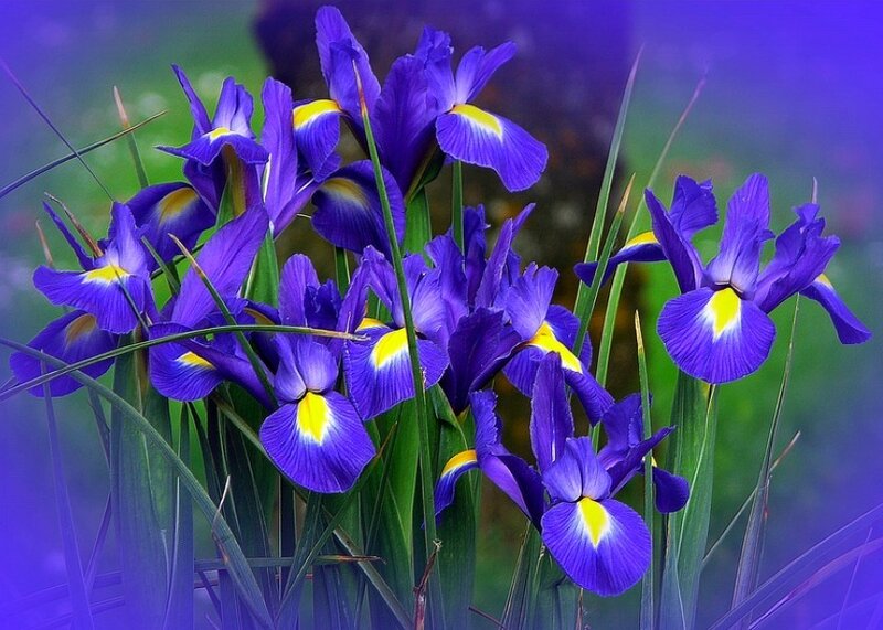 Purple irises in bloom