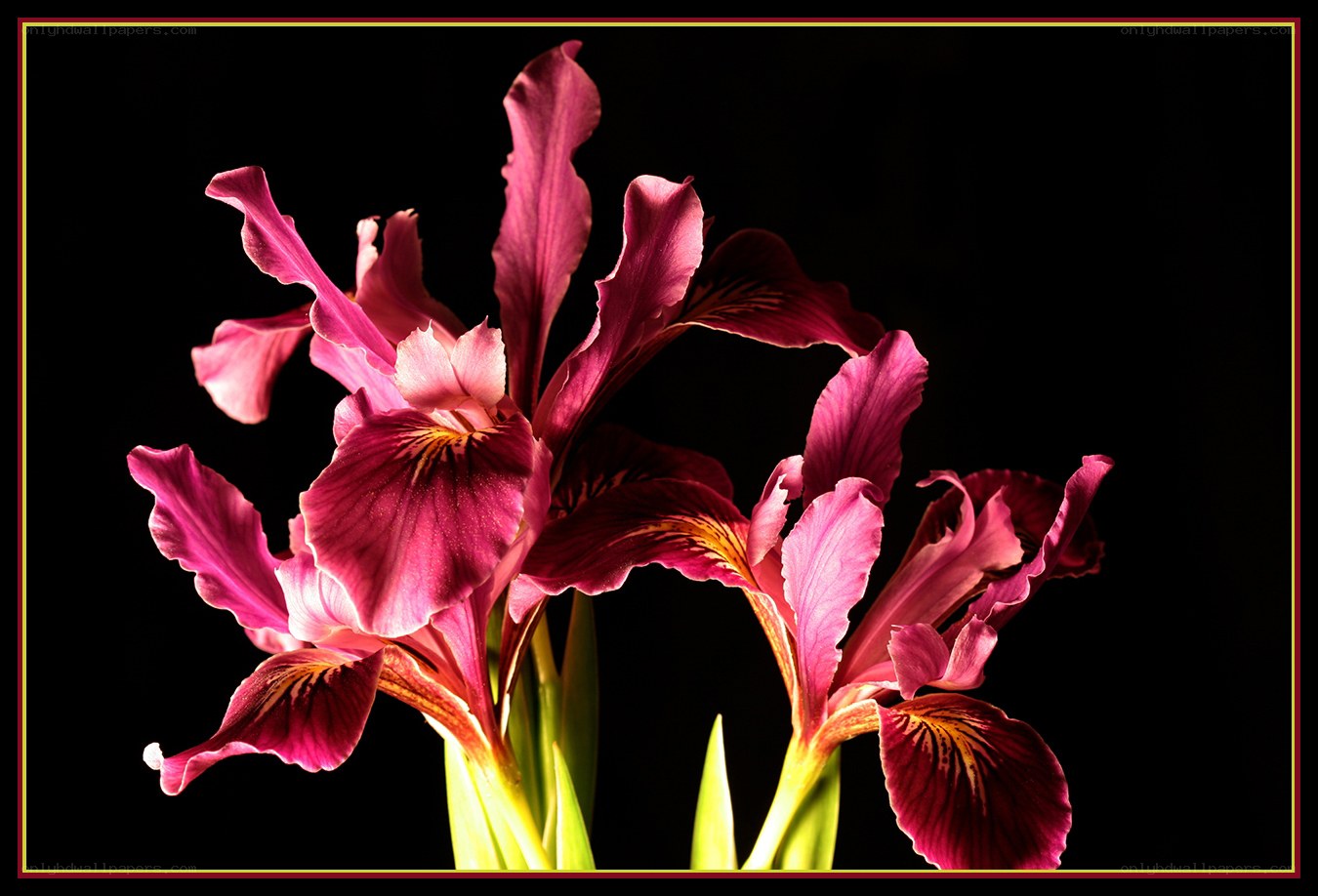 Purple irises in dark background