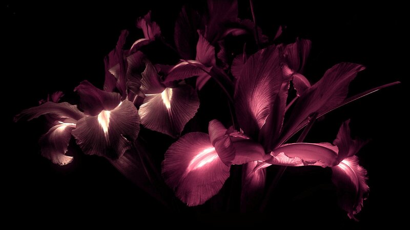 Purple Irises in Dark — Dramatic
