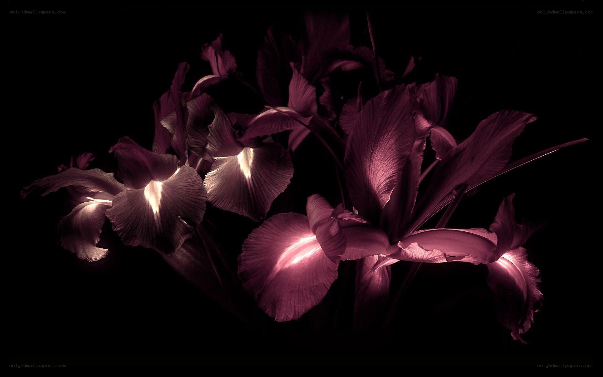 Purple irises in dark light