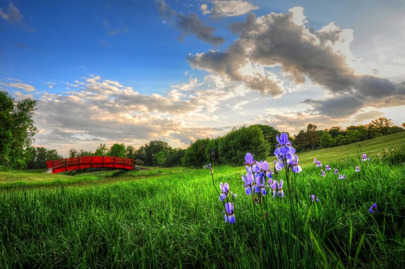 Purple Irises in Field — Green, Serene, Sunset, Photograph