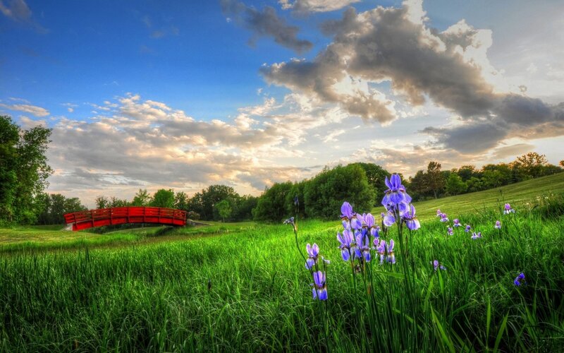 Purple Irises in Field — Green, Serene, Sunset