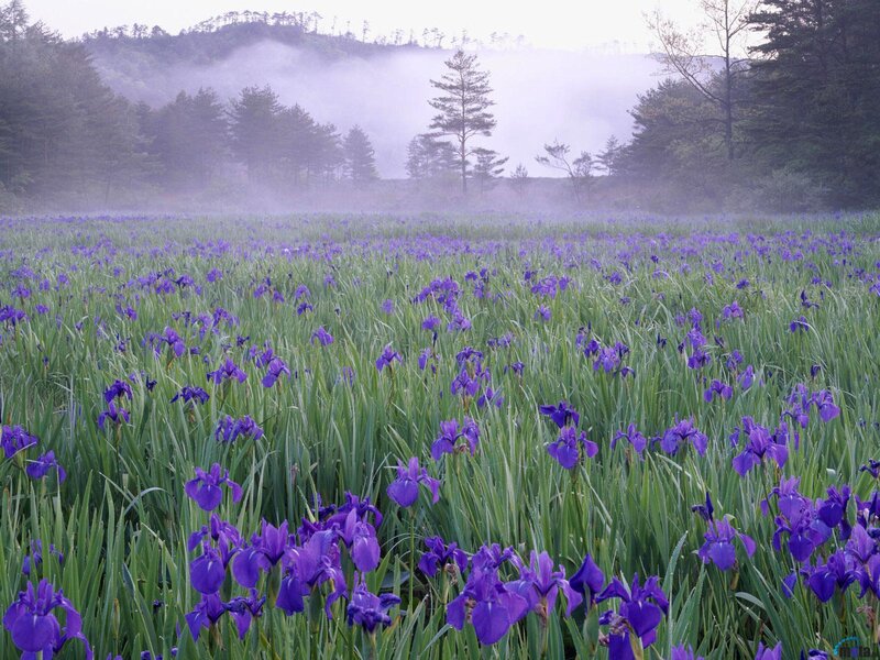 Purple Irises in Field — Serene