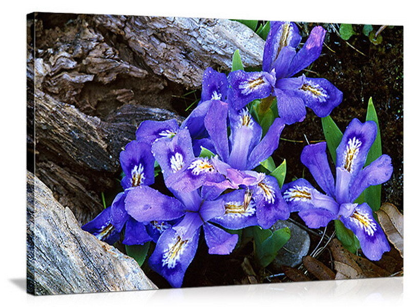 Purple irises in forest