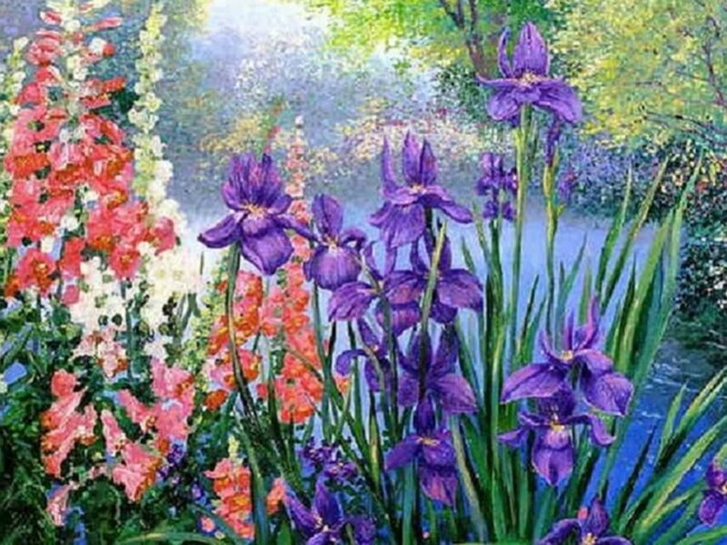Purple Irises in Garden — Serene
