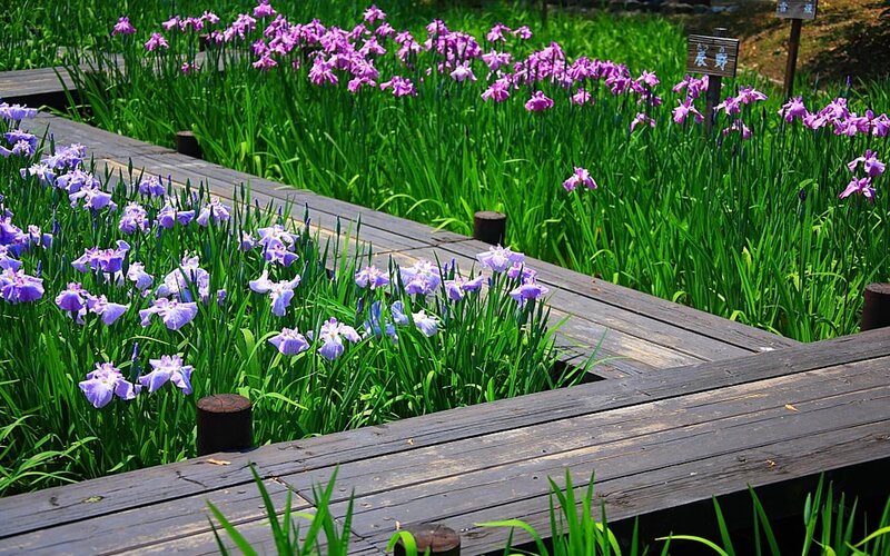 Purple Irises in Garden