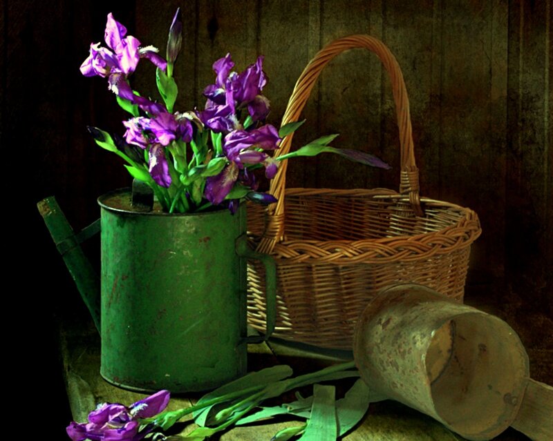Purple Irises in Green Can