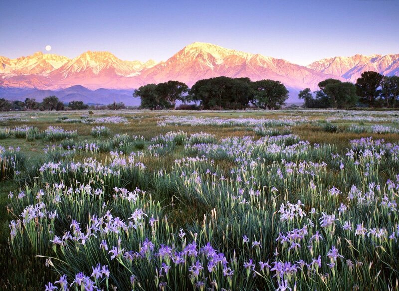 Purple irises in mountain valley
