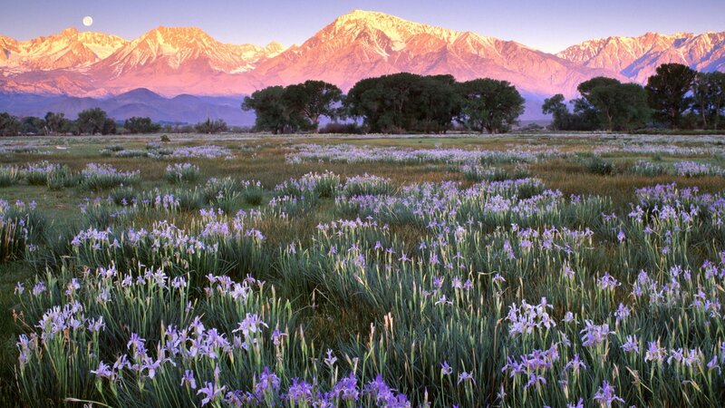Purple irises in mountain valley
