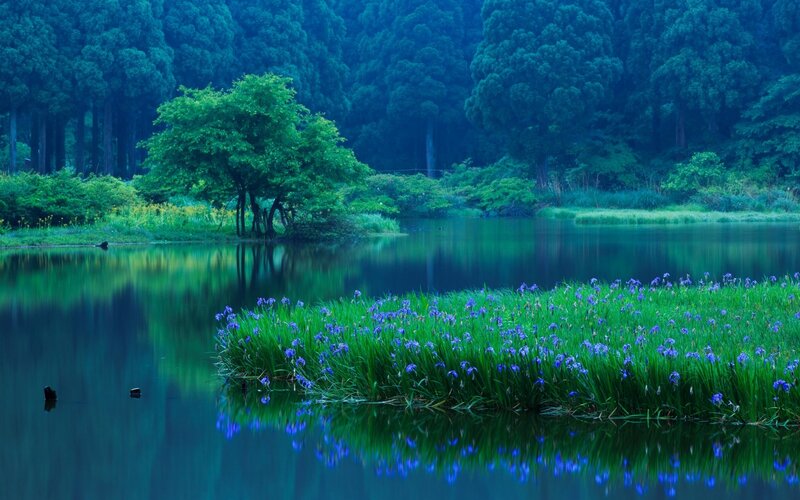Purple Irises in Pond — Blue