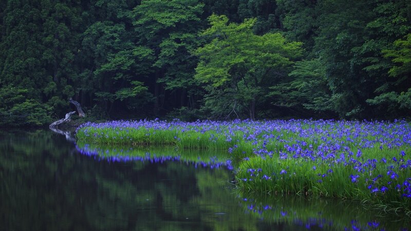 Purple Irises in Pond — Green, Serene