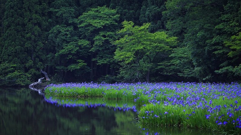 Purple Irises in Pond — Green