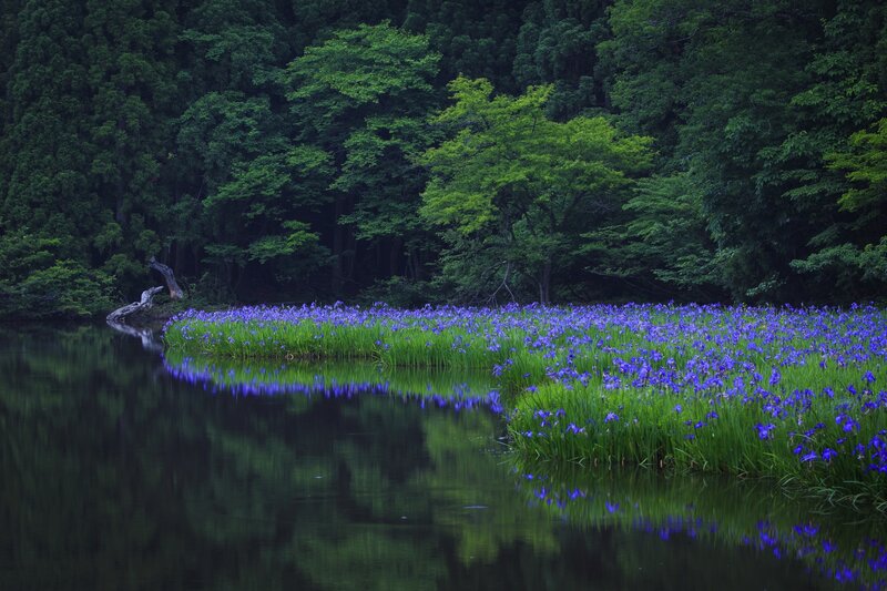 Purple Irises in Pond