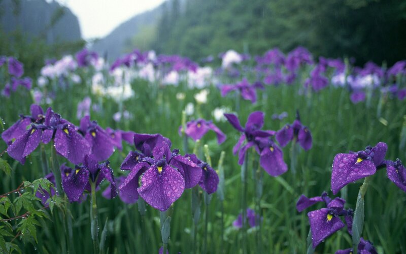 Purple Irises in Rain — Serene, Spring
