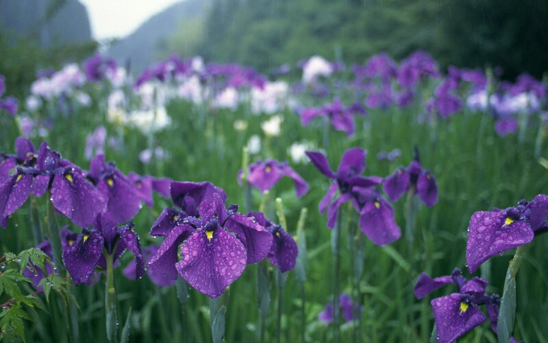 Purple irises in the rain