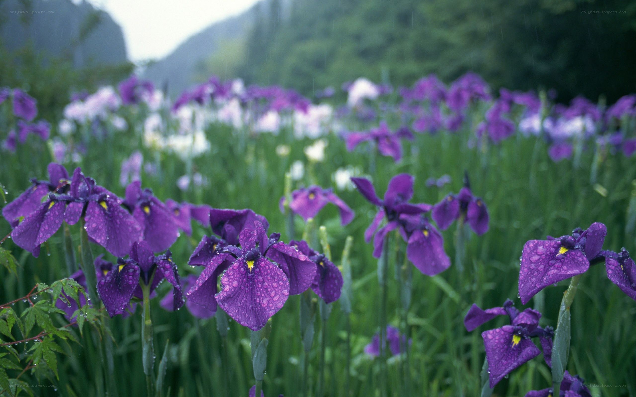 Purple irises in the rain
