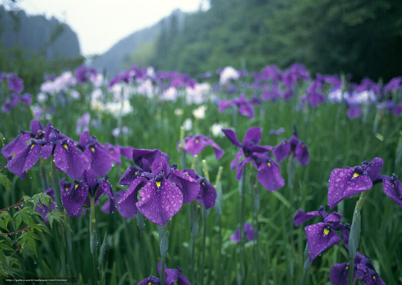 Purple irises in the rain