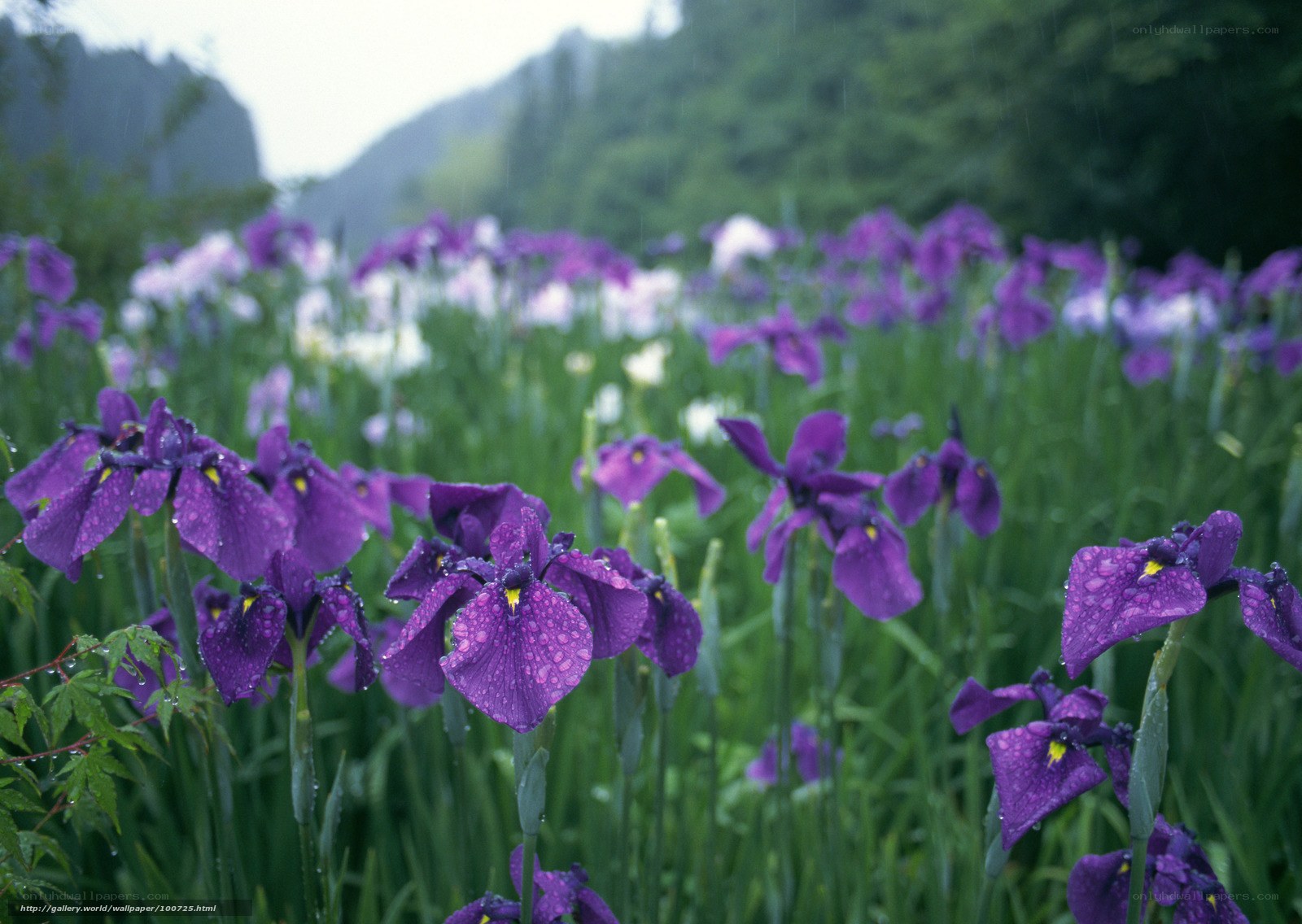 Purple irises in the rain