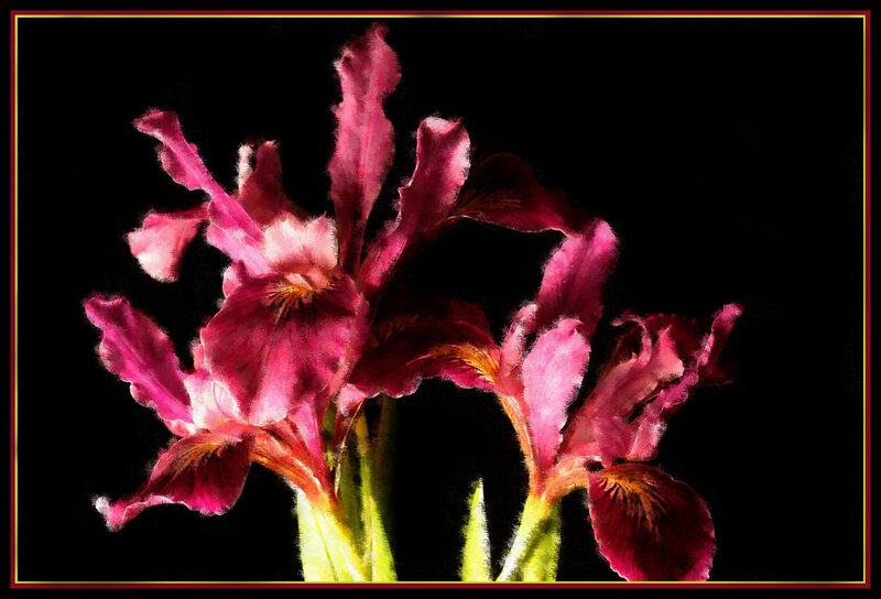 Purple Irises on Black