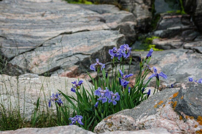 Purple Irises on Rocks